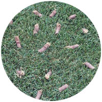 Elko New Market turfgrass aeration and seeding