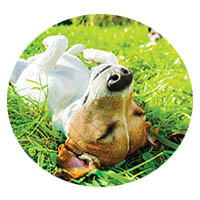 Elko New Market flea and tick control
