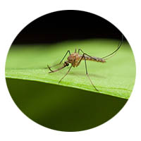 Elko New Market mosquito control