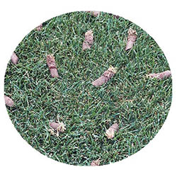 Elko New Market spring touch aeration and seeding