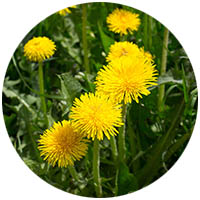 Elko New Market grass weed control